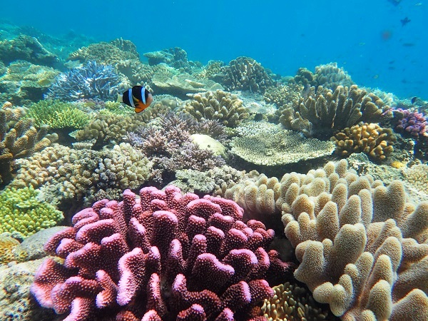 珊瑚畑にお魚も沢山！